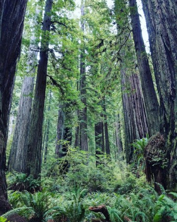 Redwoods