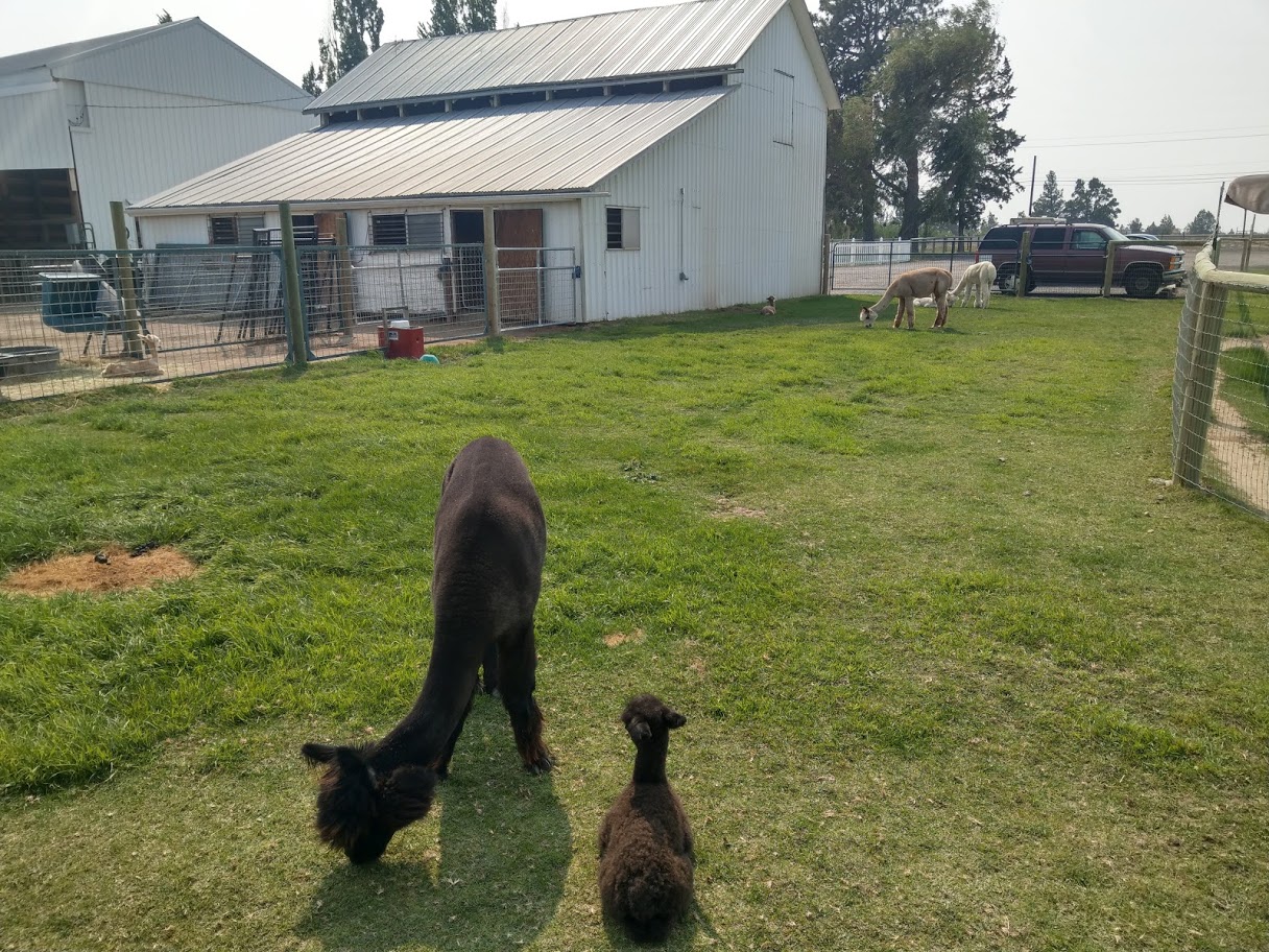 Alpaca Farm
