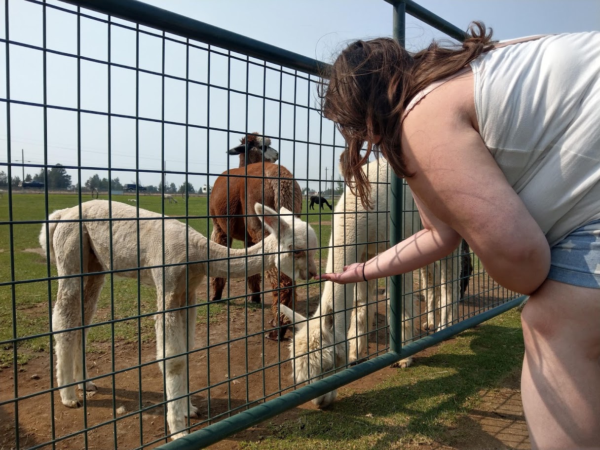 Alpaca Feeding