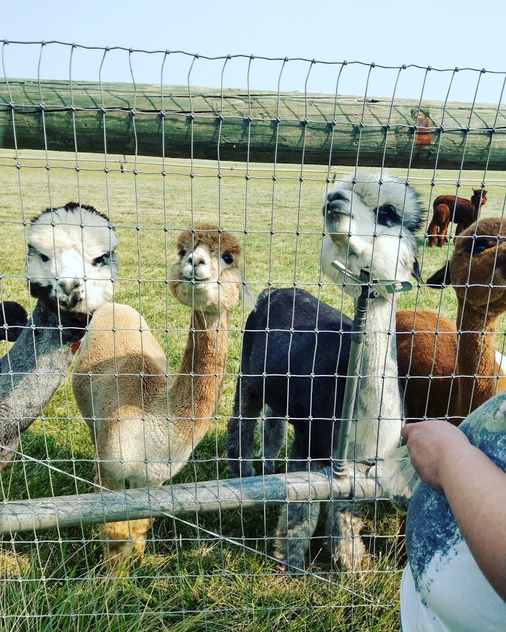 Alpaca Stare