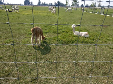 Alpacas